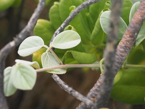 Image of Canavalia sericea by (c) Kevin Faccenda, some rights reserved (CC BY)