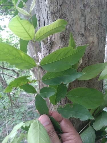 Lagerstroemia calyculata, photograph 5
