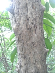 Lagerstroemia calyculata, photograph (c) Utain Pummarin, some rights reserved (CC BY)
