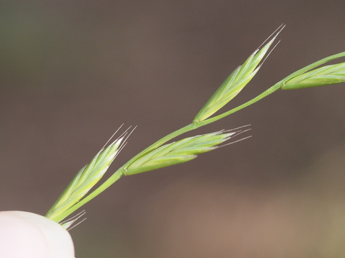 Lolium multiflorum observed 2023-09-02