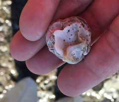 Megabalanus californicus