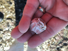 Megabalanus californicus