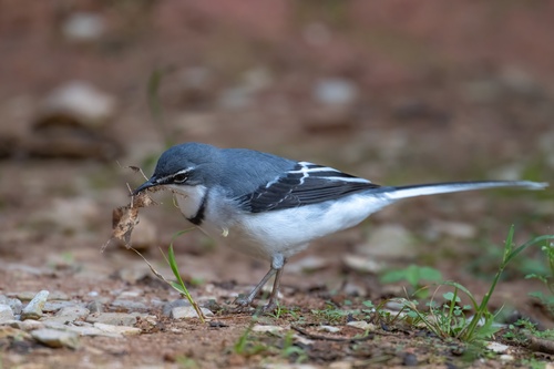 Mountain Wagtail