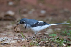 Mountain Wagtail photo 5