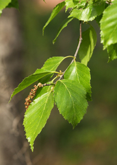 Betula dauurica