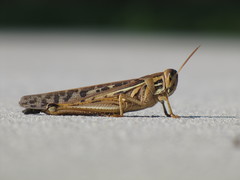 Schistocerca americana