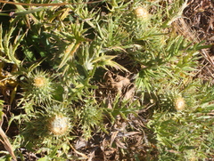 Cirsium quercetorum