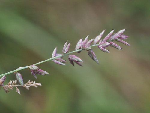 Image of Eragrostis elongata by (c) Kevin Faccenda, some rights reserved (CC BY)