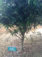 Mangifera persiciforma