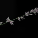 Eragrostis elongata - Photo (c) Kevin Faccenda, alguns direitos reservados (CC BY), uploaded by Kevin Faccenda