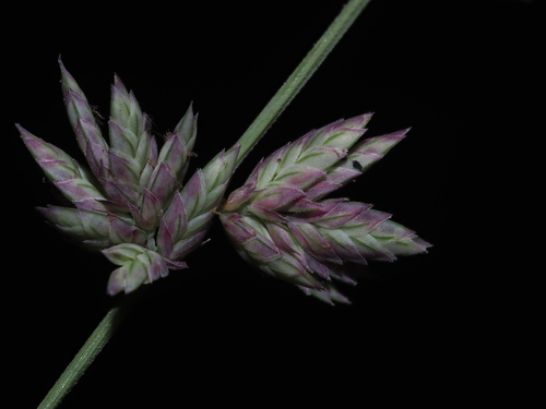 Eragrostis elongata