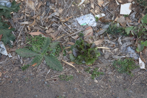 Image of Lactuca sativa by (c) Thomas Mesaglio, some rights reserved (CC BY)