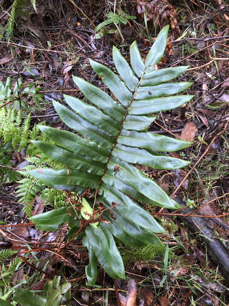 Hard Water-fern from Sales Rd, Gladysdale, VIC, AU on September 5, 2023 ...