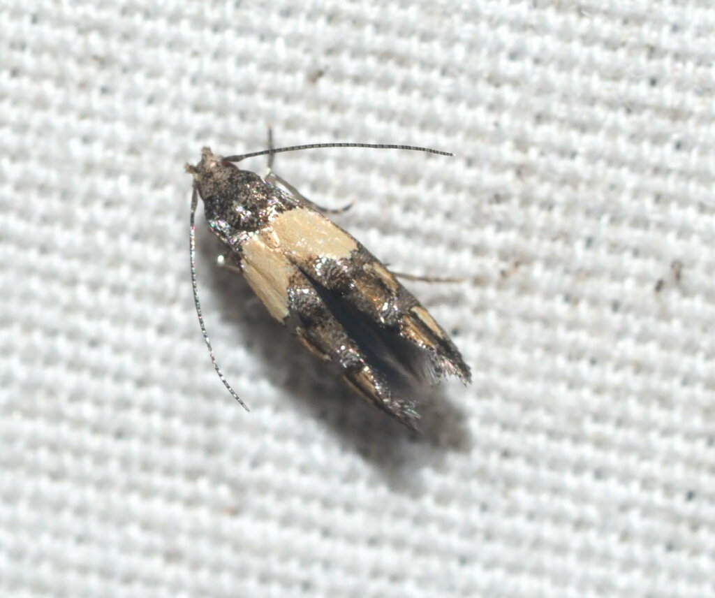 Moth