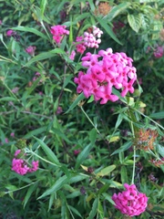 Arachnothryx leucophylla