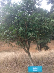 Mangifera altissima