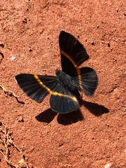 Parcella amarynthina