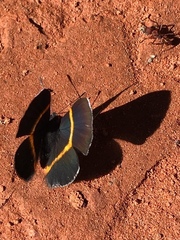 Parcella amarynthina