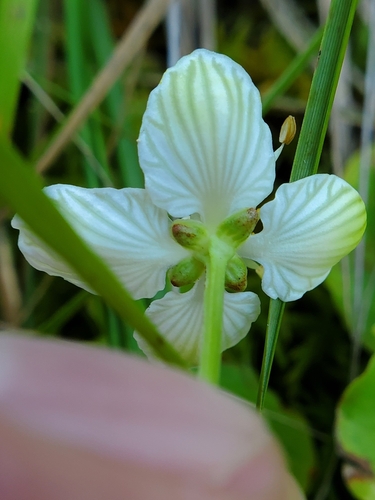 Image of Parnassia asarifolia by (c) Will Kuhn, some rights reserved (CC BY)