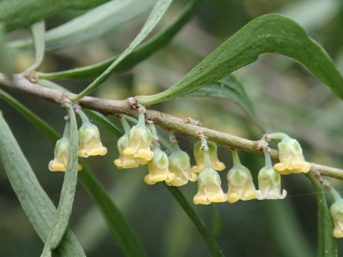Melicytus dentatus (R.Br. ex DC.) Molloy & Mabb.