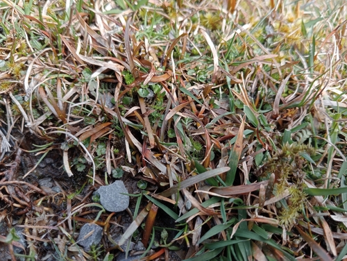 Image of Berggren's Sedge (Carex talbotii) by (c) John Barkla, some rights reserved (CC BY)