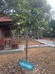 Mangifera longipes