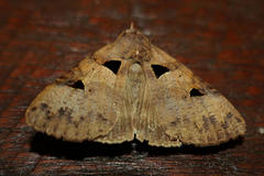 Avatha discolor