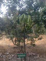 Mangifera caesia