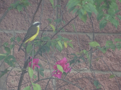 Myiozetetes similis