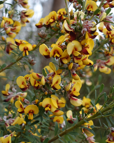 Image of Pultenaea platyphylla by (c) yatesy, some rights reserved (CC BY)