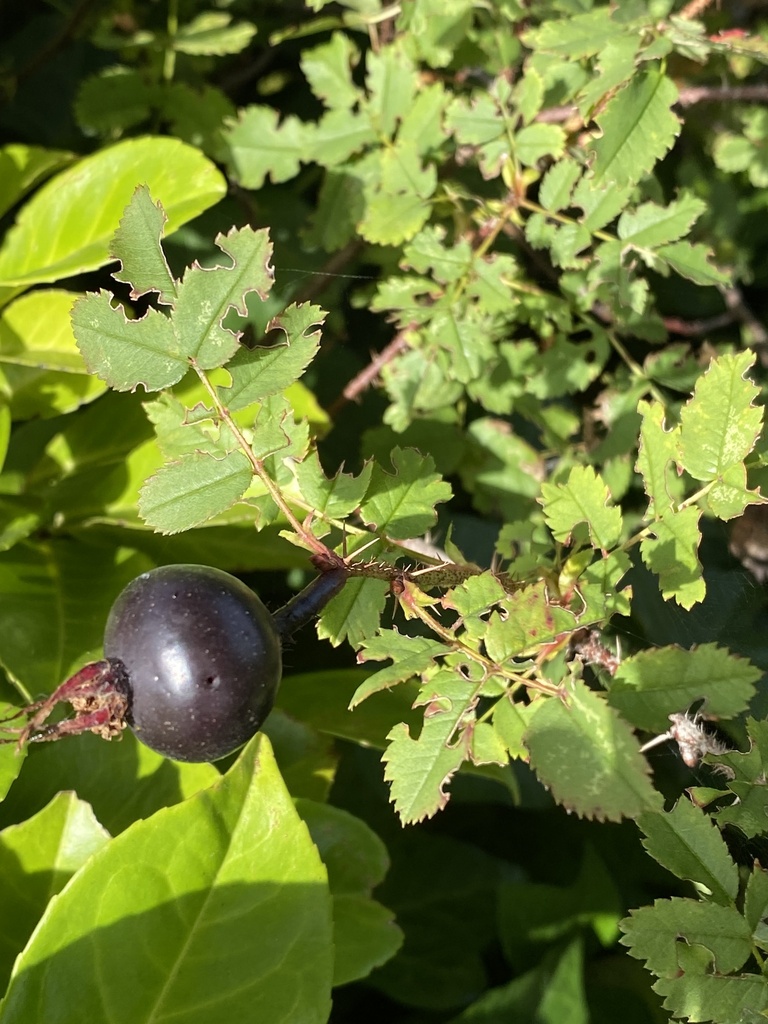 Rosa spinosissima, Thames Side, Reading, England, GB