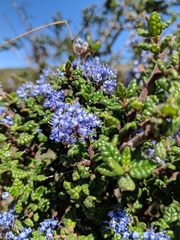 Ceanothus impressus