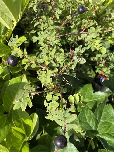 Rosa spinosissima
