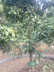Mangifera kemanga