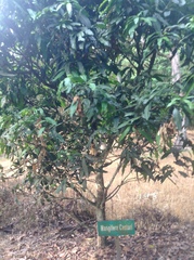 Mangifera casturi