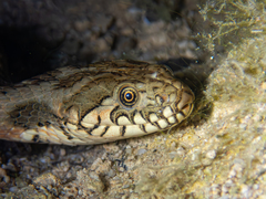 Viperine Snake photo 3