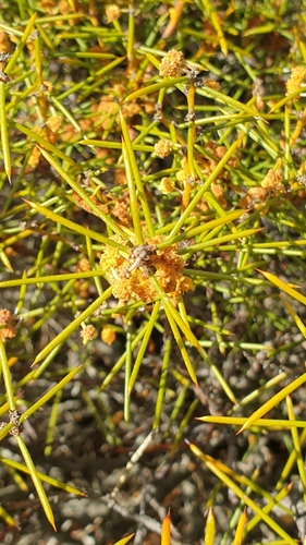Jumping Jack Wattle (Acacia enterocarpa)