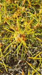 Beanwood (Acacia enterocarpa)