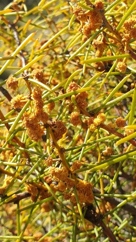 Image of Acacia enterocarpa by (c) Rosalie Lawrence, some rights reserved (CC BY)