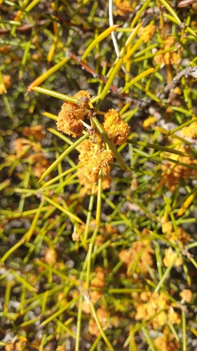 Image of Acacia enterocarpa by (c) Rosalie Lawrence, some rights reserved (CC BY)