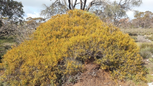 Image of Acacia enterocarpa by (c) Rosalie Lawrence, some rights reserved (CC BY)