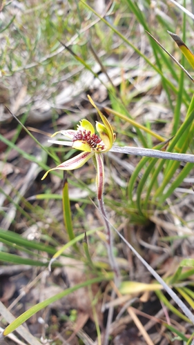 Image of Caladenia conferta by (c) Rosalie Lawrence, some rights reserved (CC BY)