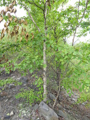 Betula lanata