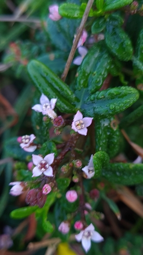 Image of Zieria prostrata by (c) Petra Holland, some rights reserved (CC BY)