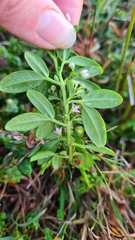 Zieria prostrata, photograph (c) Petra Holland, some rights reserved (CC BY)