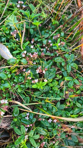 Image of Zieria prostrata by (c) Petra Holland, some rights reserved (CC BY)