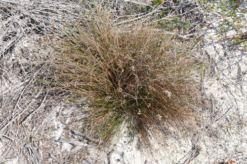Image of Schoenus ericetorum by (c) Thomas Mesaglio, some rights reserved (CC BY)