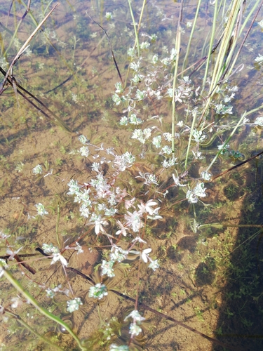 Image of Adenogramma natans by (c) bullwooding, some rights reserved (CC BY)