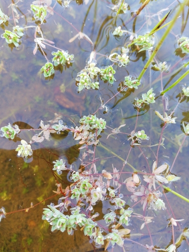 Image of Adenogramma natans by (c) bullwooding, some rights reserved (CC BY)