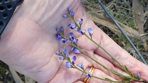 Comesperma volubile (Comesperma volubile)